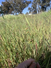 Avena barbata