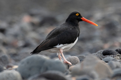 Haematopus leucopodus