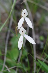 Brownleea macroceras