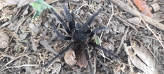 Sericopelma
