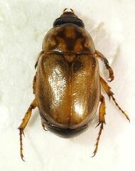 Cyclocephala quercina