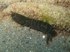 Pseudosquilla ciliata