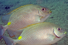 Siganus guttatus