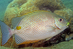 Siganus guttatus