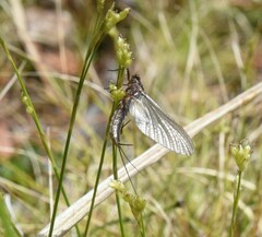 Leptophlebia cupida