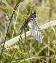 Leptophlebia cupida