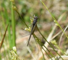 Leptophlebia cupida