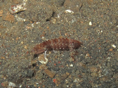 Pseudosquilla ciliata