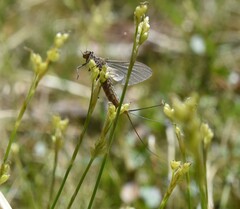Leptophlebia cupida