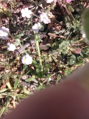 Plagiobothrys collinus californicus