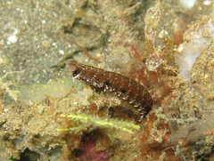 Pseudosquilla ciliata