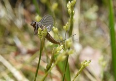 Leptophlebia cupida
