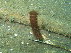 Pseudosquilla ciliata