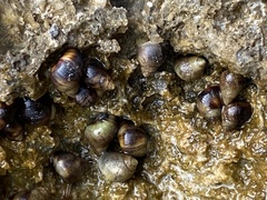 Melarhaphe neritoides