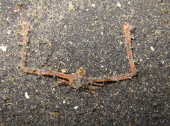 Rhinolambrus contrarius