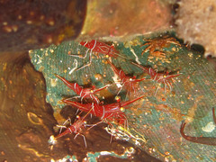 Rhynchocinetes durbanensis