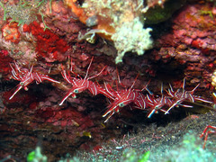 Rhynchocinetes durbanensis