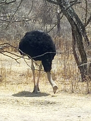 Struthioniformes