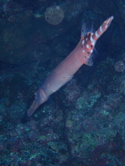 Aulostomus strigosus