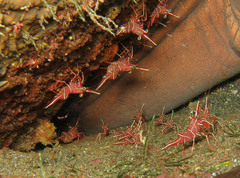 Rhynchocinetes durbanensis