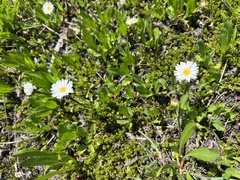 Symphyotrichum glabrifolium