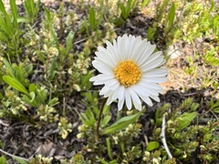 Symphyotrichum glabrifolium