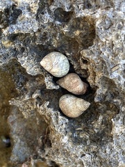 Melarhaphe neritoides