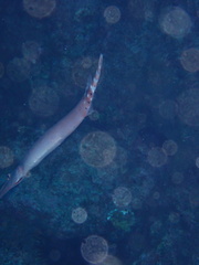 Aulostomus strigosus