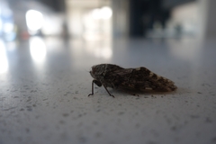 Platypleura zuluensis