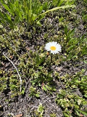 Symphyotrichum glabrifolium