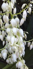 Yucca gigantea