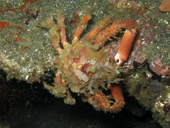 Schizophrys dama