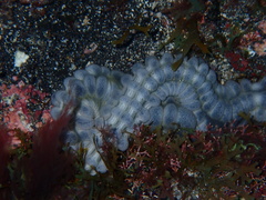 Euapta