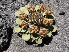 Pozoa volcanica
