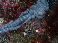 Euapta