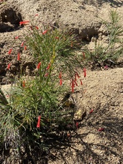 Russelia equisetiformis