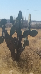 Opuntia
