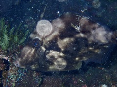 Stephanolepis hispida