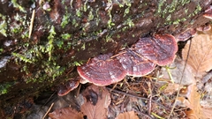 Rhodofomes cajanderi