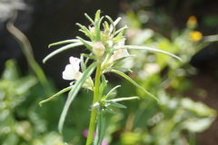 Misopates calycinum