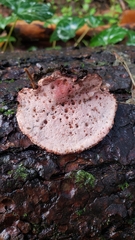 Rhodofomes cajanderi