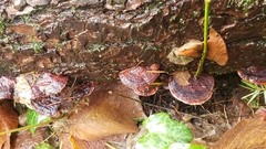 Rhodofomes cajanderi