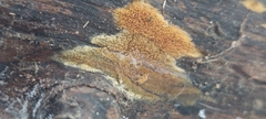 Sarcodontia uda