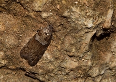 Tortricodes alternella