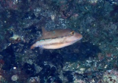 Canthigaster capistrata