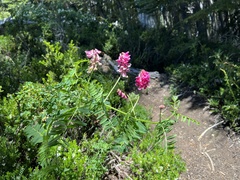 Vicia nigricans