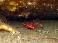 Stenopus