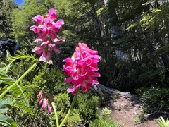 Vicia nigricans