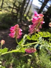 Vicia nigricans