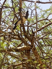 Corythaixoides leucogaster